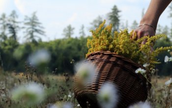 Procházka za bylinkami s ochutnávkou nebo výrobou…