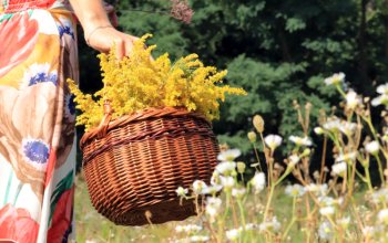 Procházka za bylinkami s ochutnávkou nebo výrobou…