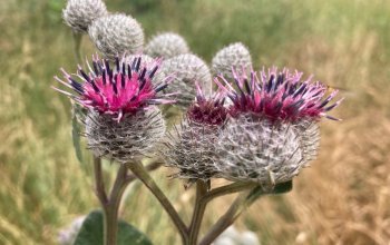 Procházka za bylinkami s ochutnávkou nebo výrobou…