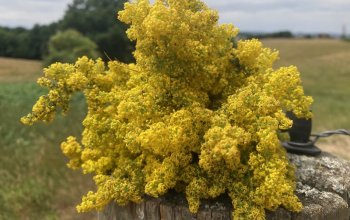 Procházka za bylinkami s ochutnávkou nebo výrobou…