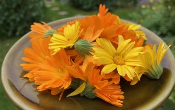 Procházka za bylinkami s ochutnávkou nebo výrobou…