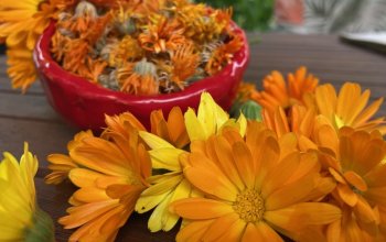 Procházka za bylinkami s ochutnávkou nebo výrobou…