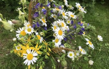 Procházka za bylinkami s ochutnávkou nebo výrobou…