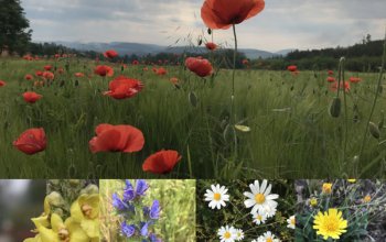 Procházka za bylinkami s ochutnávkou nebo výrobou…