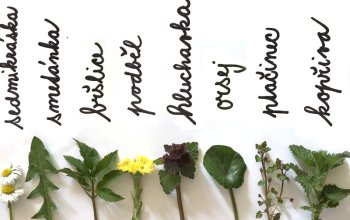 Procházka za bylinkami s ochutnávkou nebo výrobou…