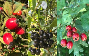 Procházka za bylinkami s ochutnávkou nebo výrobou…