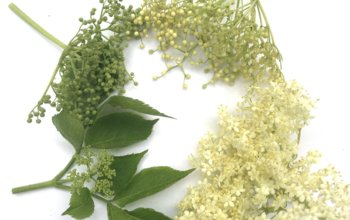 Procházka za bylinkami s ochutnávkou nebo výrobou…