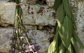 Procházka za bylinkami s ochutnávkou nebo výrobou…