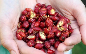 Procházka za bylinkami s ochutnávkou nebo výrobou…