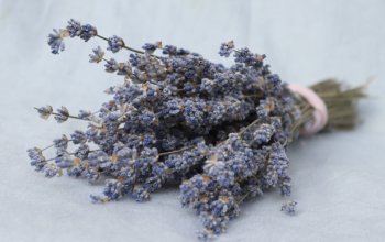 Procházka za bylinkami s ochutnávkou nebo výrobou…