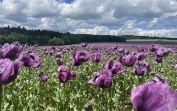 Gurmánský pobyt pro dva rodinném hotelu U Hrádku