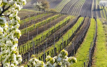 Wellness pobyt pro ženy na jižní Moravě