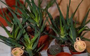 Kreativní workshop: Výroba mechárií