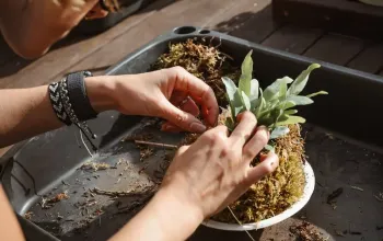 Tvoření z mechu: Mechový obraz nebo japonská kokedama – dárek a zážitek
