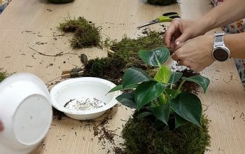 Tvoření z mechu: Mechový obraz nebo japonská kokedama