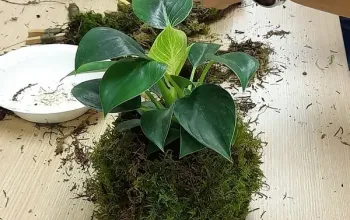 Tvoření z mechu: Mechový obraz nebo japonská kokedama
