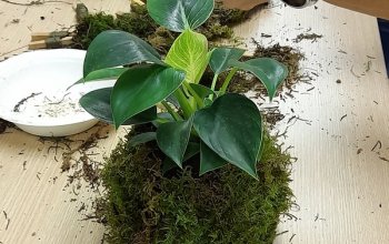 Tvoření z mechu: Mechový obraz nebo japonská kokedama