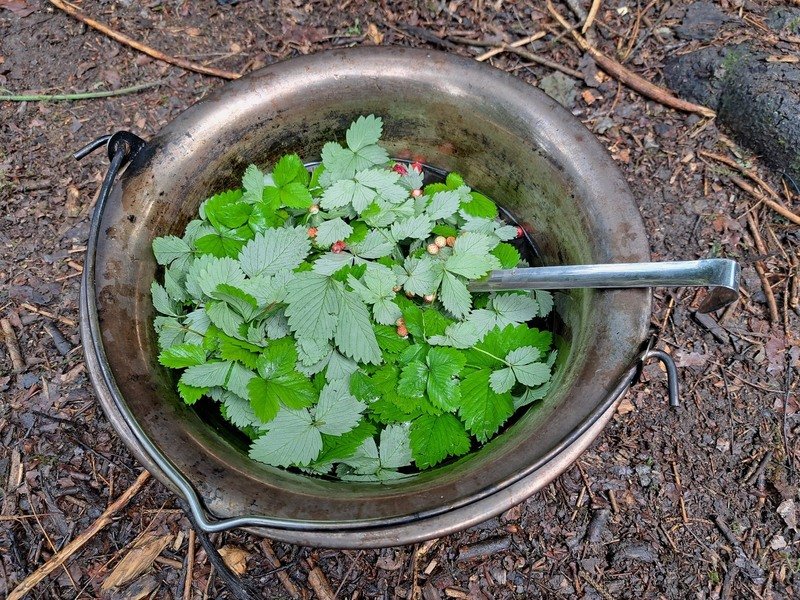 Kurz přežití v přírodě pro děti
