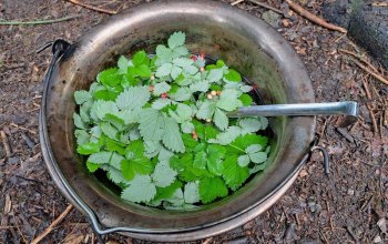 Kurz přežití v přírodě pro děti