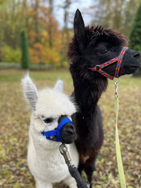 Noc na statku Stein s vířivkou a procházkou s lamami