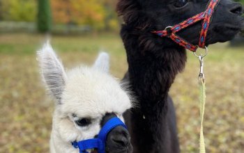 Noc na statku Stein s vířivkou a procházkou s lamami