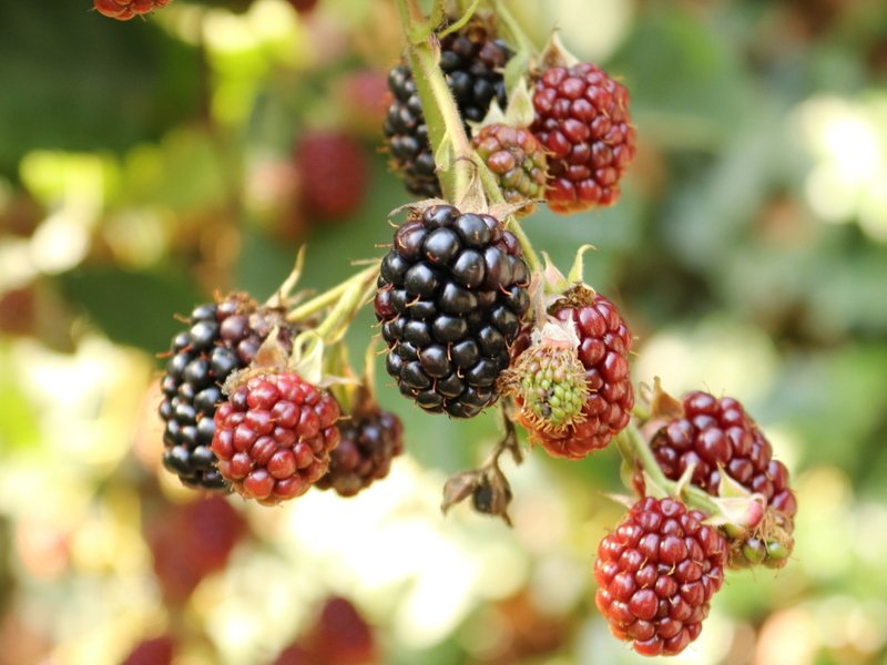 Venkovní hra Tajemné bylinky Petřína v Praze