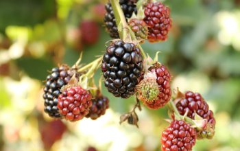 Venkovní hra Tajemné bylinky Petřína v Praze