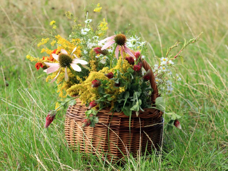 Venkovní hra Tajemné bylinky Petřína v Praze