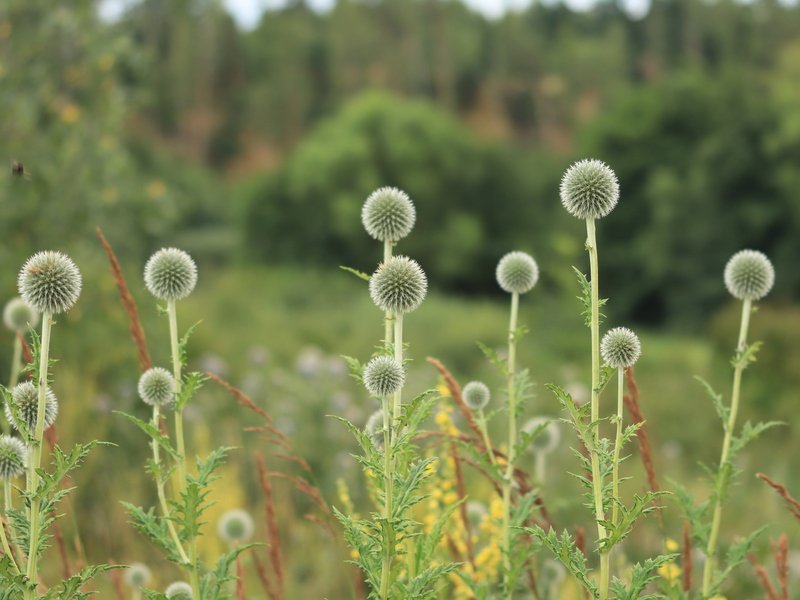 Venkovní hra Tajemné bylinky Petřína v Praze