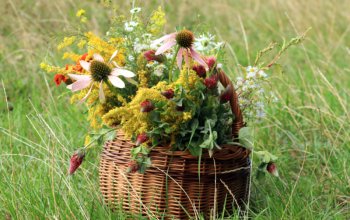 Individuální procházka přírodou s vůní bylin a relaxací