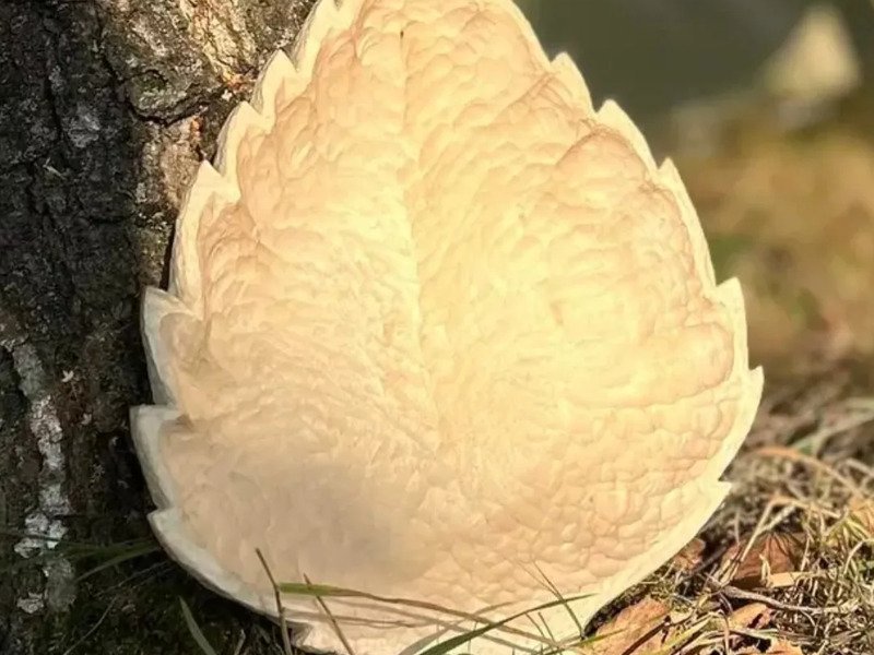 Vyřežte si vlastní misku a odneste si domů originál ze dřeva