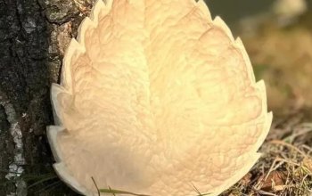 Vyřežte si vlastní misku a odneste si domů originál ze dřeva