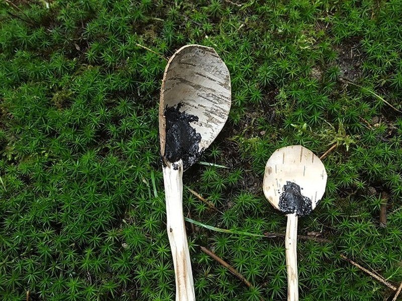 Kurz přežití v přírodě