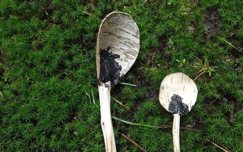 Kurz přežití v přírodě