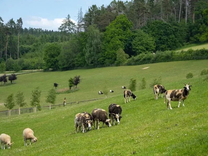 Celodenní vstup do Farmaparku Soběhrdy