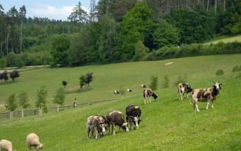Celodenní vstup do Farmaparku Soběhrdy