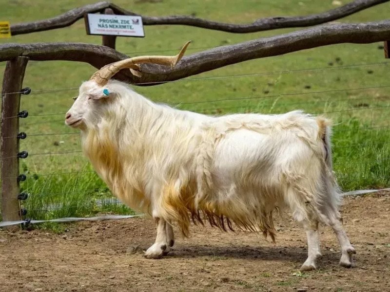 Celodenní vstup do Farmaparku Soběhrdy