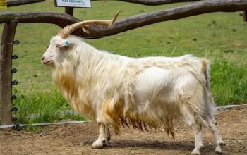 Celodenní vstup do Farmaparku Soběhrdy