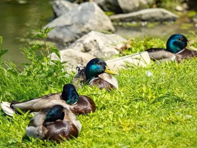 Celodenní vstup do Farmaparku Soběhrdy