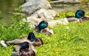 Celodenní vstup do Farmaparku Soběhrdy