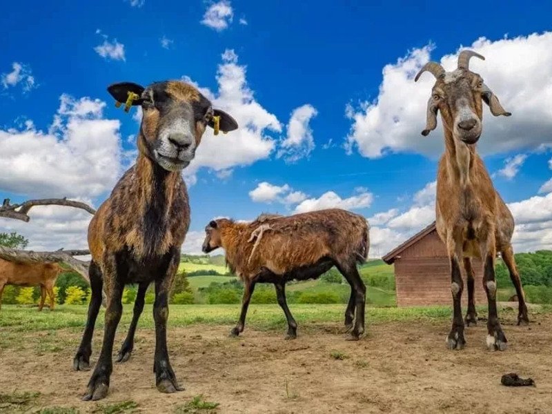 Celodenní vstup do Farmaparku Soběhrdy