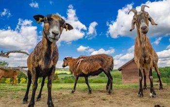 Celodenní vstup do Farmaparku Soběhrdy
