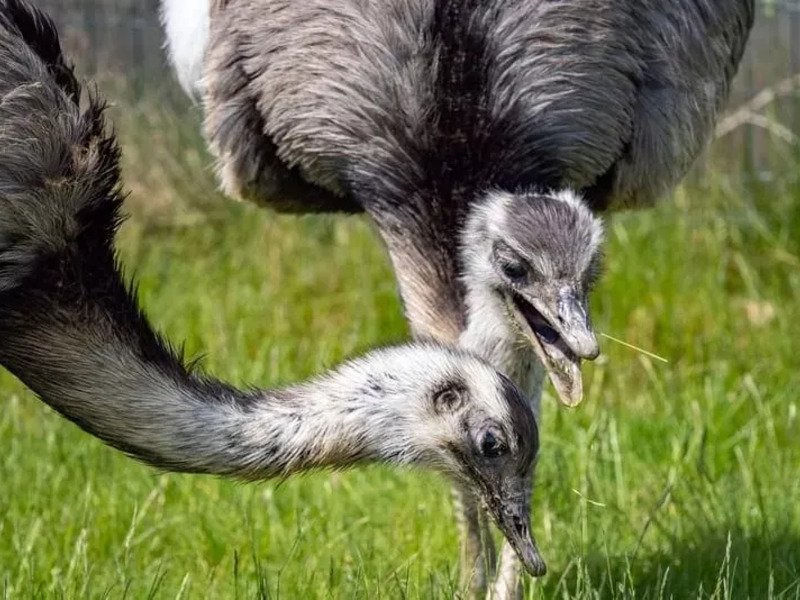 Celodenní vstup do Farmaparku Soběhrdy