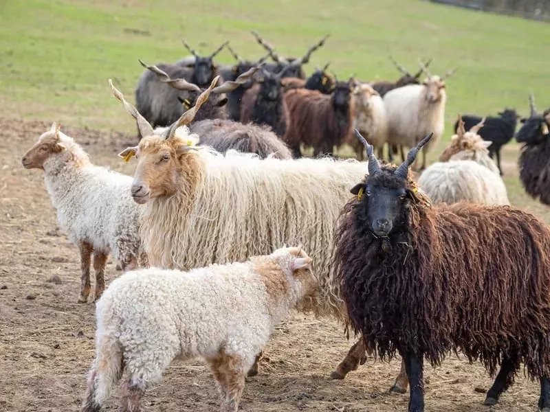 Celodenní vstup do Farmaparku Soběhrdy