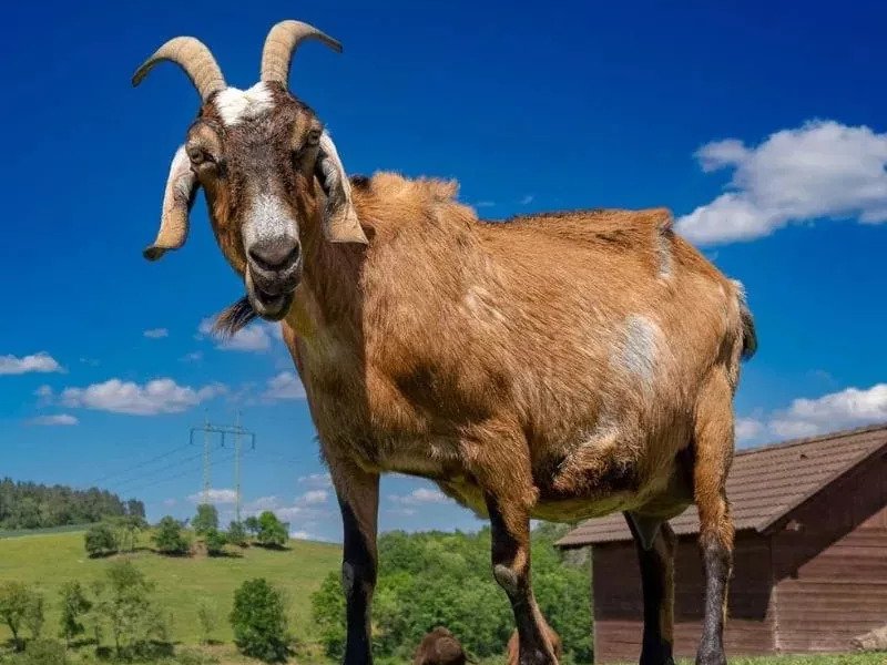 Celodenní vstup do Farmaparku Soběhrdy