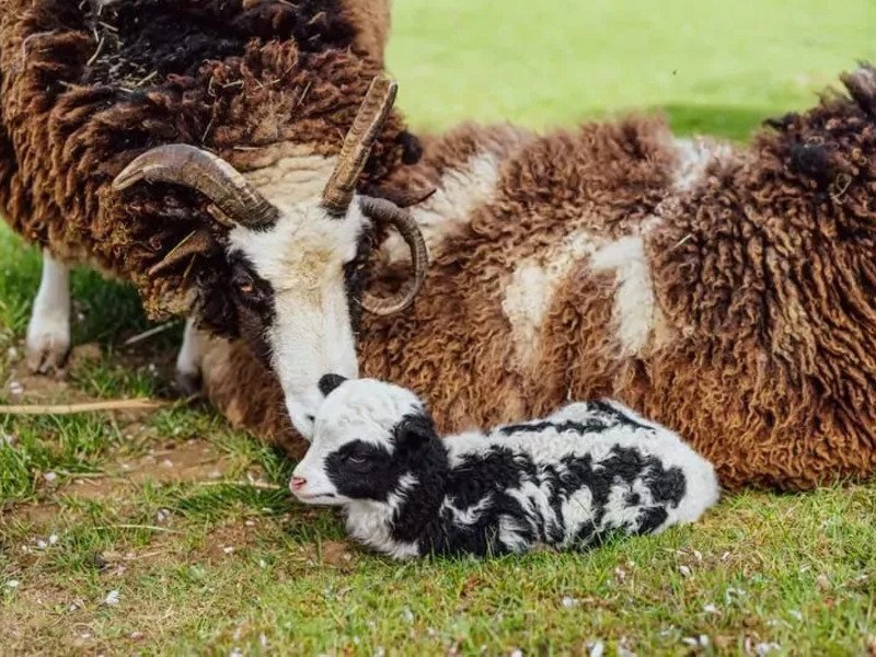 Celodenní vstup do Farmaparku Soběhrdy