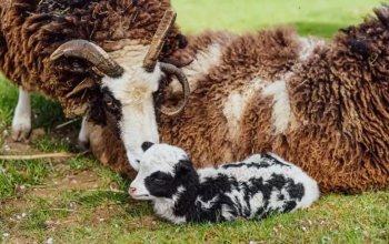 Celodenní vstup do Farmaparku Soběhrdy