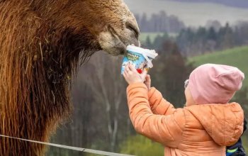 Celodenní vstup do Farmaparku Soběhrdy