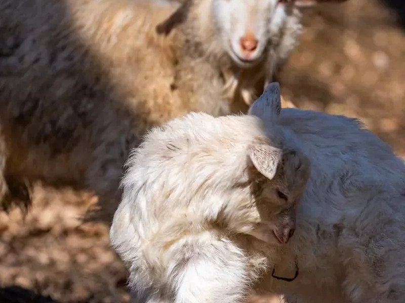 Celodenní vstup do Farmaparku Soběhrdy