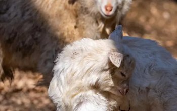 Celodenní vstup do Farmaparku Soběhrdy